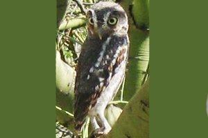An elf owl searching for food