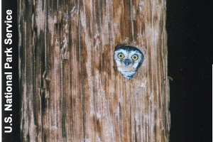 An elf owl at home in a cactus