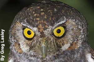 A close-up of an elf owl