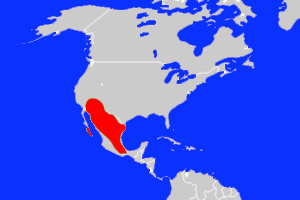 The range of the elf owl