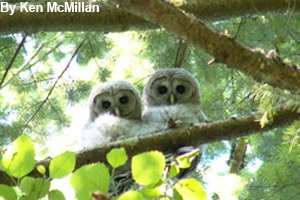Two fluffy barred owlets
