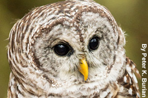 The barred owl has very dark eyes.