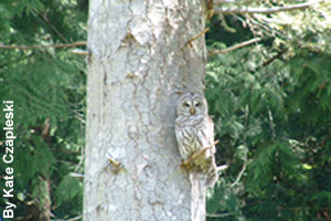 A barred owl perched in a tree