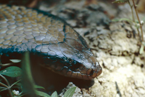 Anaconda