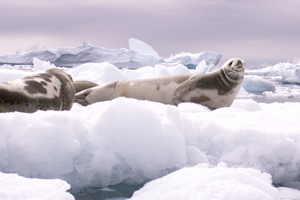 Some seals (above), whales, sharks, penguins, terns and fish live in Antarctica