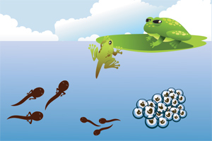 Life cycle of a frog, egg to adult frog