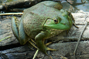 Bullfrog on a log