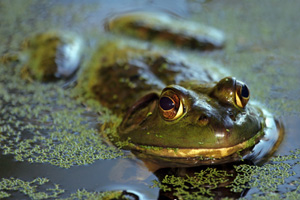 Bullfrog in the water