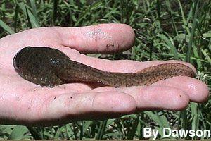 A bullfrog tadpole