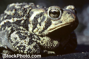 An adult toad