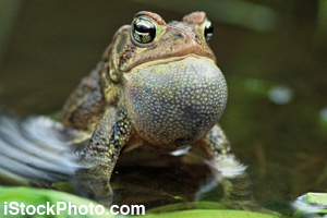 The toad's dewlap