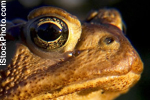 Close-up of a toad