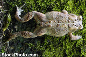 The full body of a toad