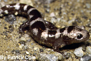 A marbled salamander
