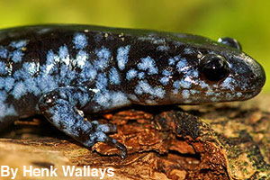 A blue spotted salamander