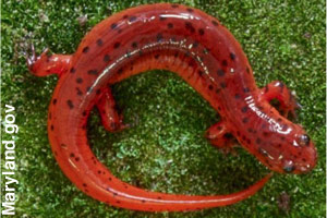 An eastern salamander