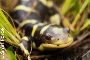 A tiger salamander
