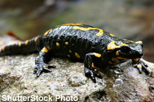 A fire salamander