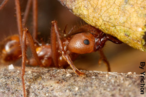 An adult leafcutter ant