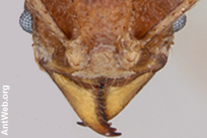 Close-up of a leafcutter's head