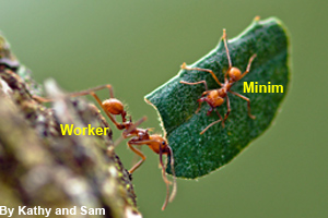 The minim protects the worker from predators.