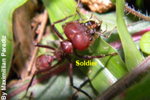 The soldier guards the colony.