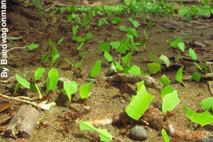 Worker ants gathering food for the colony