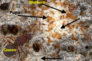 Inside of a leafcutter's colony or nest