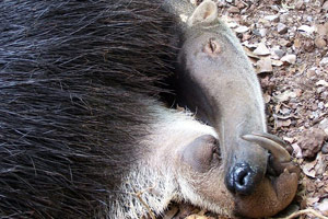 Notice the anteaters's long claws used for digging