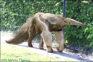 An adult giant anteater
