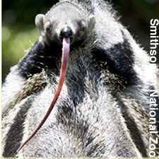 A giant anteater's long tongue