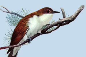 Drawing of the black-billed cuckoo