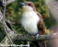 Male black-billed cuckoo