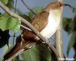 Female black-billed cuckoo
