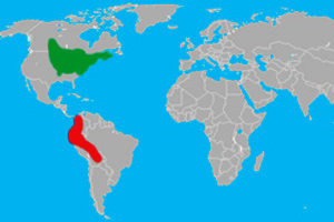 Migration of the black-billed cuckoo; green for summer, red for winter.