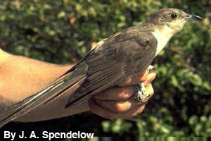 Showing the size of the black-billed cuckoo