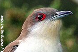 Close-up of an adult black-billed cuckoo