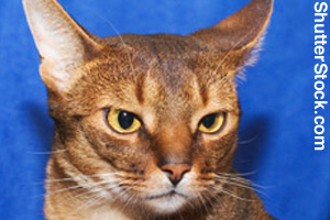 A red Abyssinian cat