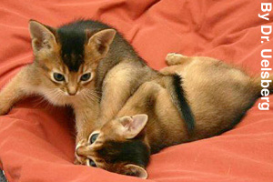 Two playful Abyssinian kittens