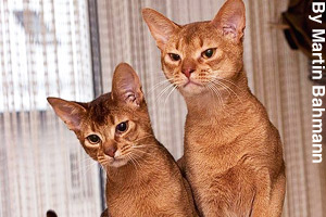 A pair of young adult Abyssinian cats
