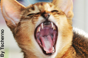 An Abyssinian yawning