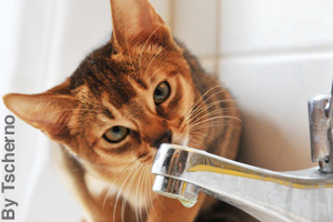 Abyssinian cats are very curious.