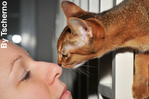 Abyssinians are loyal and loving cats.