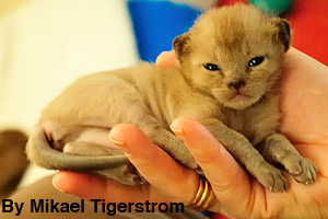 One week old kitten