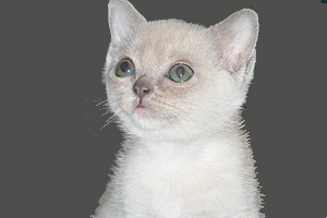 One month old kitten