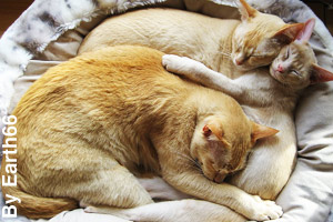 Three cats napping