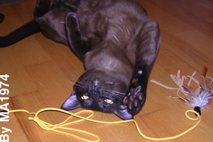The Burmese cat is playful