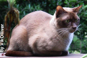 An adult Burmese cat