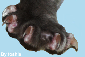 Close-up of a cat's paw