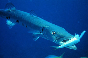 Swallowing a chunk of food